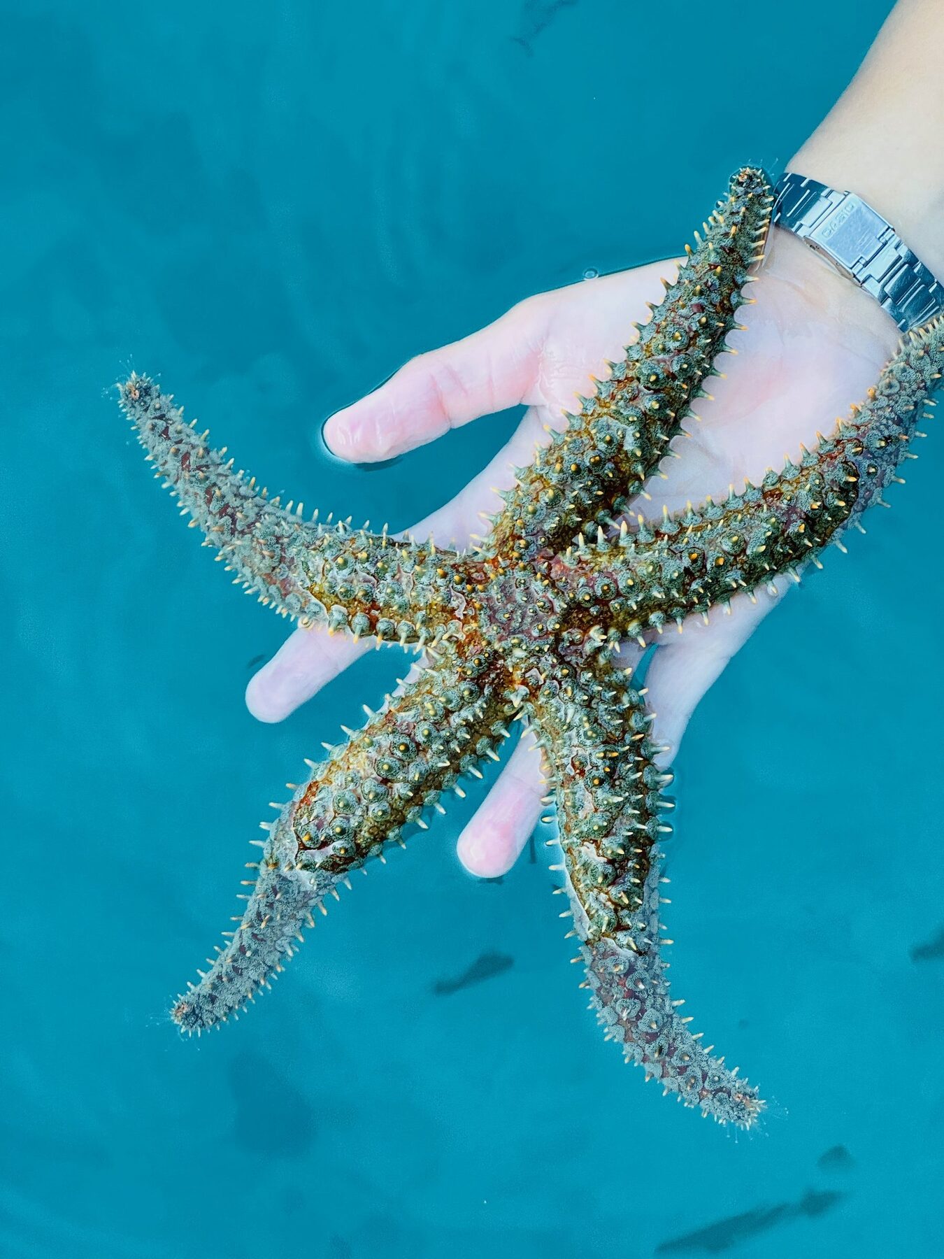 A starfish from the surface, Croatia yacht charter